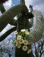 Saguaro National Monument. “This cactus seemed to be waiting to have its photograph taken.” J.J.