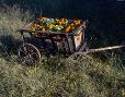 An antique goat cart with flowers southwest of Heber, Arizona.