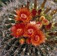 Barrel cactus in bloom.