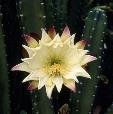 Night blooming cactus of the desert.