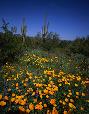 Poppies in bloom.