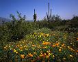 Springtime near Picacho Peak State Park.