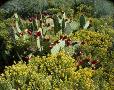 Wildflowers & prickly pear.