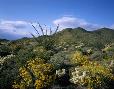 Desert bloom at Daisy Mountain north of Phoenix.