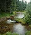 Headwaters of the Little Colorado River near Greer.