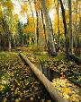 “Autumn's Secret Glade” near Alpine. While driving along a secluded forest road Jerry & Lois decided to walk down an embankment and found this old watering trough carved from a fallen tree.