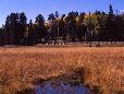 Hannagan Meadows in the White Mountains of eastern Arizona. This is where Jerry & Lois spent their honeymoon in 1953.