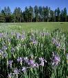 Wild iris east of McNary.