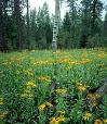 Along the Coronado Trail near Hannagan Meadows in eastern Arizona.