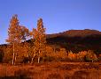 San Francisco Peaks, near Flagstaff, from Hart Prairie.