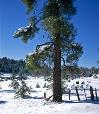 Winter on the Mogollon Rim.