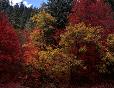 Autumn at Canyon Creek east of Payson. 