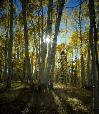 Autumn at Hart Prairie near Flagstaff.