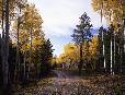 “Road to Autumn” near Alpine.