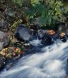 Autumn Leaves in Oak Creek Canyon.