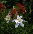 Columbines & paintbrush in the Colorado Rockies.