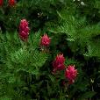 Paintbrush in bloom in the Colorado Rockies.