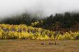 Along Highway 550 north of Durango, Colorado.