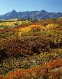 Autumn in the San Jua Rockies near Dallas Divide, southwest Colorado.