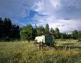 An old farm wagon rests among wildflowers on the Mogollon Rim in eastern, Arizona.