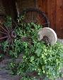 Hop vines, planted in the early 1900’s grow wild around an abandoned ranch house on the Mogollon Rim in eastern Arizona.