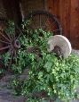 Hop vines, planted in the early 1900’s grow wild around an abandoned ranch house on the Mogollon Rim in eastern Arizona.